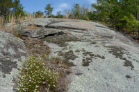 الصخور المسطحة الغرانيتية في بيدمونت - CEGL003857 الصخور المسطحة الغرانيتية في بيدمونت - CEGL003857