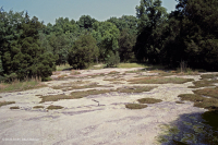 صخر بيدمونت الصخري المسطح الغرانيتي - CEGL003857 صخر بيدمونت الصخري المسطح الغرانيتي - CEGL003857