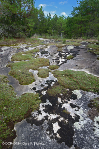 الصخور المسطحة الغرانيتية في بيدمونت - CEGL003857 الصخور المسطحة الغرانيتية في بيدمونت - CEGL003857