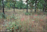 غابات البلوط الحمضي/غابات الجوز الحمضية/ السافانا - CEGL003722 غابات البلوط الحمضي/غابات الجوز الحمضية/ السافانا - CEGL003722