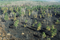 غابات البلوط الحمضي/غابات الجوز الحمضية/ السافانا - CEGL003722 غابات البلوط الحمضي/غابات الجوز الحمضية/ السافانا - CEGL003722