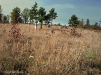 غابات البلوط الحمضي/غابات الجوز الحمضية/ السافانا - CEGL003722 غابات البلوط الحمضي/غابات الجوز الحمضية/ السافانا - CEGL003722