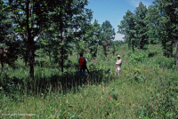 غابات البلوط الحمضي/غابات الجوز الحمضية/ السافانا - CEGL003722 غابات البلوط الحمضي/غابات الجوز الحمضية/ السافانا - CEGL003722