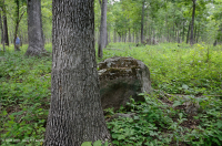 غابات البلوط والجوز الأساسية / السافانا - CEGL003721 غابات البلوط والجوز الأساسية / السافانا - CEGL003721