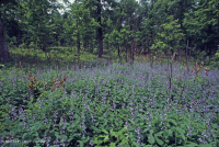 غابات البلوط والجوز الأساسية / السافانا - CEGL003721 غابات البلوط والجوز الأساسية / السافانا - CEGL003721