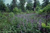 غابات البلوط والجوز الأساسية / السافانا - CEGL003721 غابات البلوط والجوز الأساسية / السافانا - CEGL003721