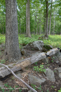 غابات البلوط والجوز الأساسية / السافانا - CEGL003721 غابات البلوط والجوز الأساسية / السافانا - CEGL003721