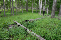 غابات البلوط والجوز الأساسية / السافانا - CEGL003721 غابات البلوط والجوز الأساسية / السافانا - CEGL003721