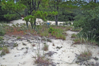 أشجار الصنوبر اللوبلي/غابات الكثبان الرملية - CEGL006052