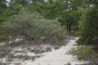 أشجار الصنوبر اللوبلي/غابات الكثبان الرملية - CEGL006052