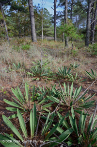 أشجار الصنوبر اللوبلي/غابات الكثبان الرملية - CEGL006052