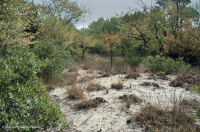 بلاك شيري إكزيريك ديريك الكثبان الخشبية < CEGL006319