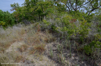 بلاك شيري إكزيريك ديريك الكثبان الخشبية < CEGL006319