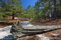 أشجار الصنوبر اللوبلي/غابات الكثبان الرملية - CEGL006052