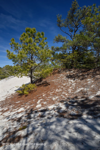 أشجار الصنوبر اللوبلي/غابات الكثبان الرملية - CEGL006052