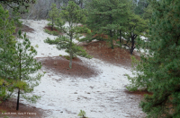 أشجار الصنوبر اللوبلي/غابات الكثبان الرملية - CEGL006052