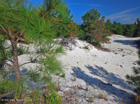 أشجار الصنوبر اللوبلي/غابات الكثبان الرملية - CEGL006052