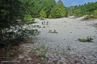 أشجار الصنوبر اللوبلي/غابات الكثبان الرملية - CEGL006052