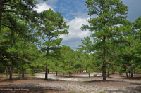 أشجار الصنوبر اللوبلي/غابات الكثبان الرملية - CEGL006052