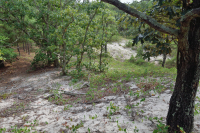 أشجار الصنوبر اللوبلي/غابات الكثبان الرملية - CEGL006052