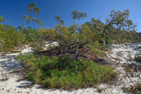 أشجار الصنوبر اللوبلي/غابات الكثبان الرملية - CEGL006052