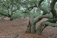 غابة البلوط الحي البحرية - CEGL007027 غابة البلوط الحي البحرية - CEGL007027