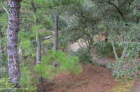 غابة البلوط الحي البحرية - CEGL007027 غابة البلوط الحي البحرية - CEGL007027