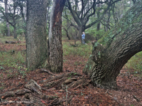 غابة البلوط الحي البحرية - CEGL007027 غابة البلوط الحي البحرية - CEGL007027