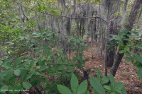 الغابات البحرية النفضية المختلطة النفضية - CEGL007540 الغابات البحرية النفضية المختلطة النفضية - CEGL007540