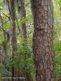 الغابات البحرية النفضية المختلطة النفضية - CEGL007540 الغابات البحرية النفضية المختلطة النفضية - CEGL007540