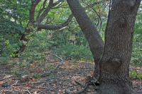 الصنوبر اللوبلي البحري - غابة الخشب الصلب - CEGL006040 الصنوبر اللوبلي البحري - غابة الخشب الصلب - CEGL006040