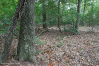 الصنوبر اللوبلي البحري - غابة الخشب الصلب - CEGL006040 الصنوبر اللوبلي البحري - غابة الخشب الصلب - CEGL006040