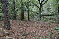 الصنوبر اللوبلي البحري - غابة الخشب الصلب - CEGL006040 الصنوبر اللوبلي البحري - غابة الخشب الصلب - CEGL006040