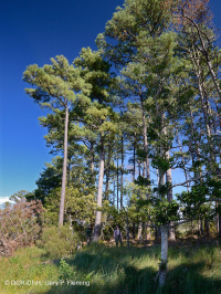 الصنوبر اللوبلي البحري - غابة الخشب الصلب - CEGL006040 الصنوبر اللوبلي البحري - غابة الخشب الصلب - CEGL006040