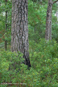 الصنوبر اللوبلي البحري - غابة الخشب الصلب - CEGL006040 الصنوبر اللوبلي البحري - غابة الخشب الصلب - CEGL006040