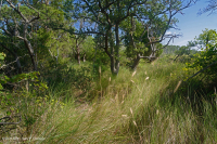 غابة البلوط الحي البحرية - CEGL007027 غابة البلوط الحي البحرية - CEGL007027