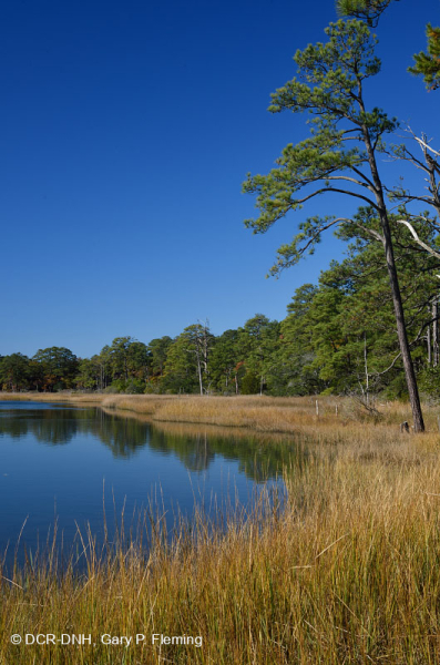 المستنقعات المالحة المنخفضة (نوع المستنقعات المالحة الحبلية) - CEGL004192