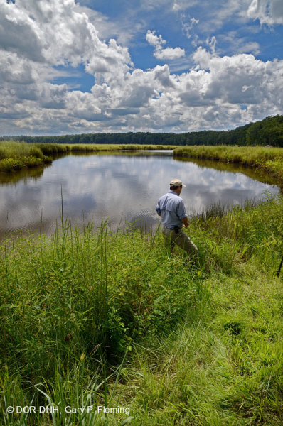 مستنقعات أوليغوهالين المد والجزر (نوع الأعشاب المختلطة) - CEGL006181
