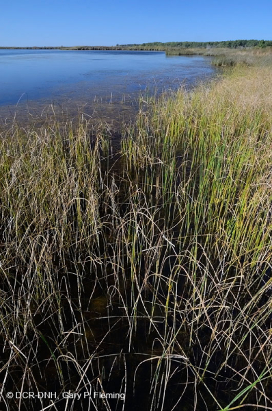مستنقعات أوليغوهالين المد والجزر (زاحف سبيكروش - نوع رأس السهم ذو اللسان الثور) - CEGL004628