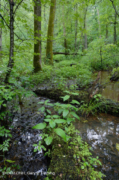 مستنقع الخشب الصلب المد والجزر في المياه العذبة - CEGL006287
