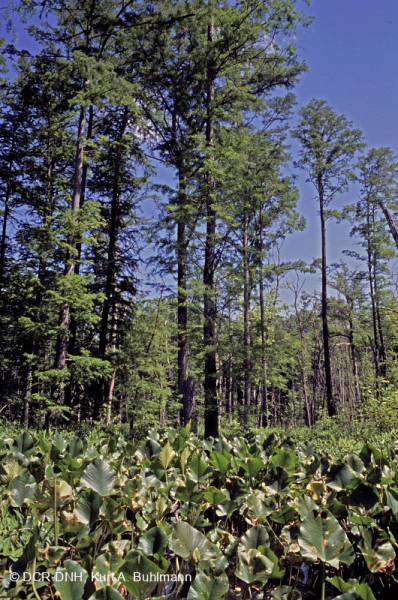 غابة السرو الأصلع المد والجزر بالسهل الساحلي الشمالي - CEGL006850