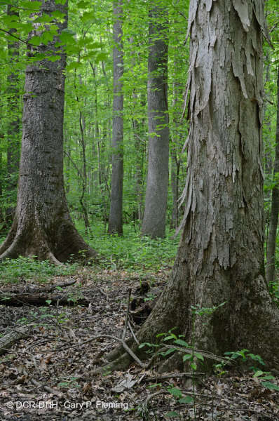 غابة السهول الساحلية القاعية (نوع المصطبة المنخفضة ذات المياه البنية) < CEGL007397