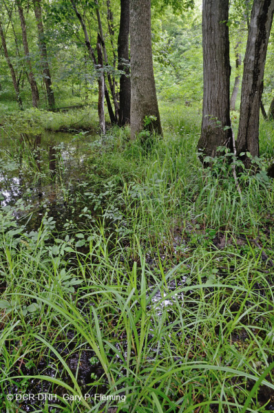 مستنقع السهول الفيضانية المختلطة من البلوط الجنوبي/ السهل الساحلي الداخلي - CEGL006498