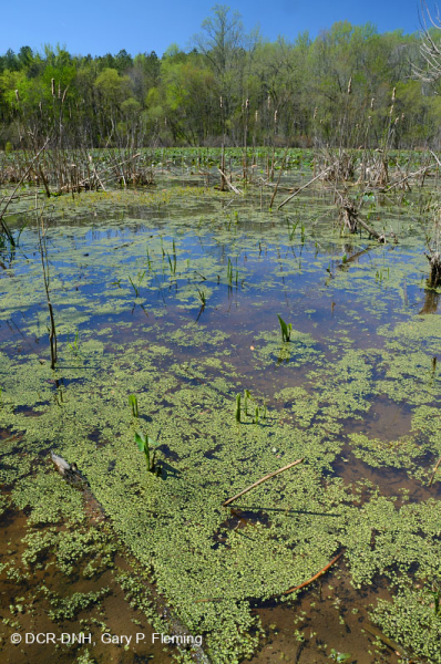 بركة/بركة السهول الفيضانية الزنبقية المائية - CEGL002386