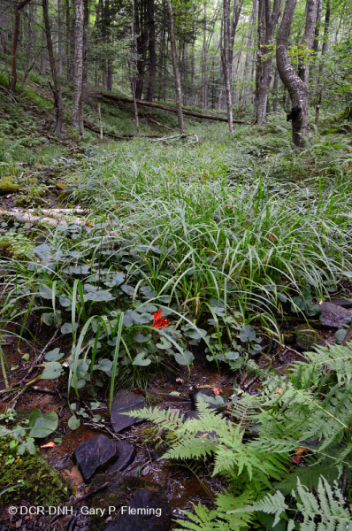 منحدر غابات أليغيني وودلاند المرتفع - CEGL006597