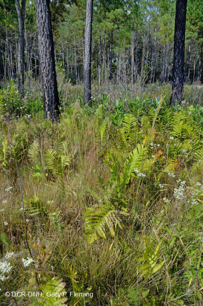 مستنقع السهول الساحلية/مستنقع بيدمونت الخارجي - CEGL006499