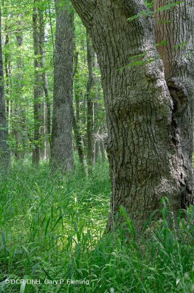 غابة المستنقعات البحرية (القيقب الأحمر - نوع التوبيلو) - CEGL004082