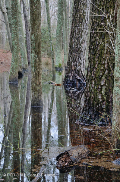 غابة الصنوبر اللوبلي الرطبة البحرية - CEGL006137