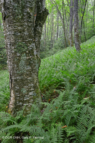 غابة الأبالاش الوسطى الشمالية الصلبة الشمالية (خشب القيقب السكري - الزان - نوع الكرز الأسود) - CEGL006045