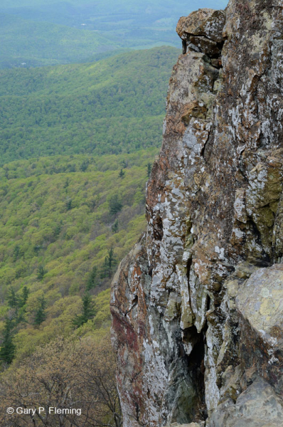 الجرف المافيك غير الوعائي المافيكي المركزي / بولدرفيلد - CEGL004143